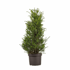 Taxus baccata 80