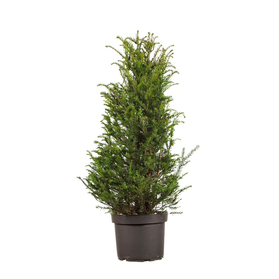 Taxus Baccata