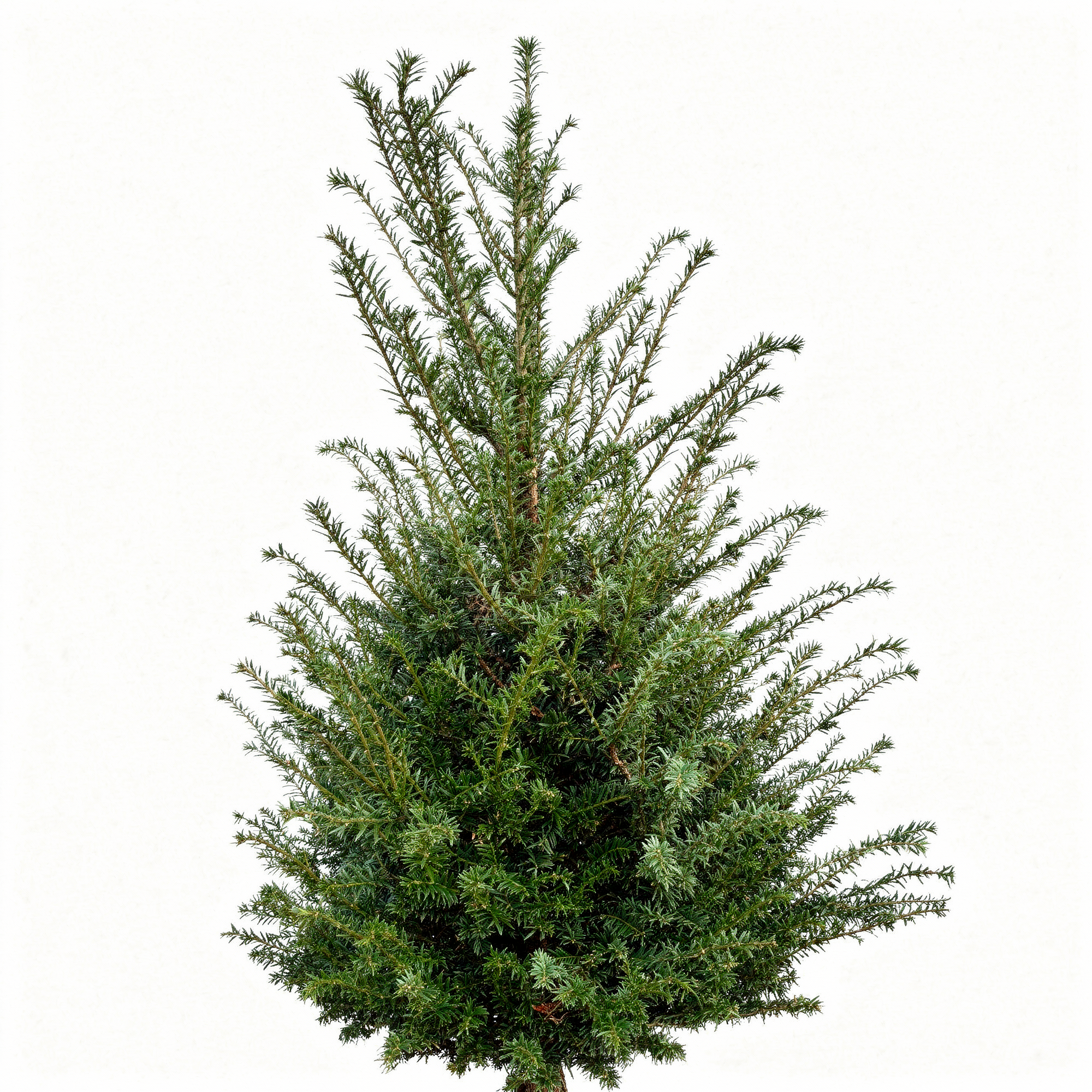 Taxus Baccatta 80-100cm