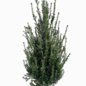 Taxus Baccatta 100-120cm