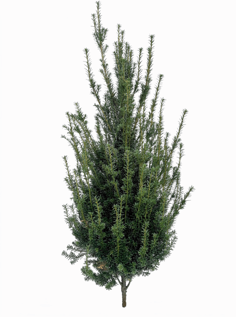Taxus Baccatta 100-120cm