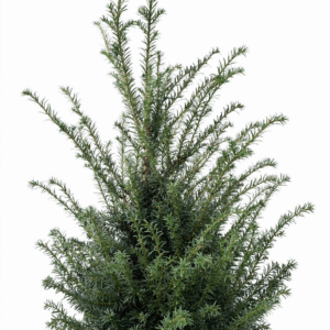 Taxus Baccatta 120-140cm