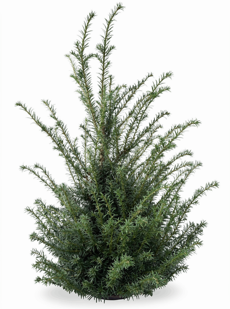 Taxus Baccatta 120-140cm